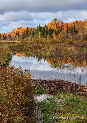 Autumn Beaver Dam_23399.jpg - Photographed near Almonte, Ontario, Canada.
